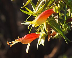 Harlequin Fuchsia Bush