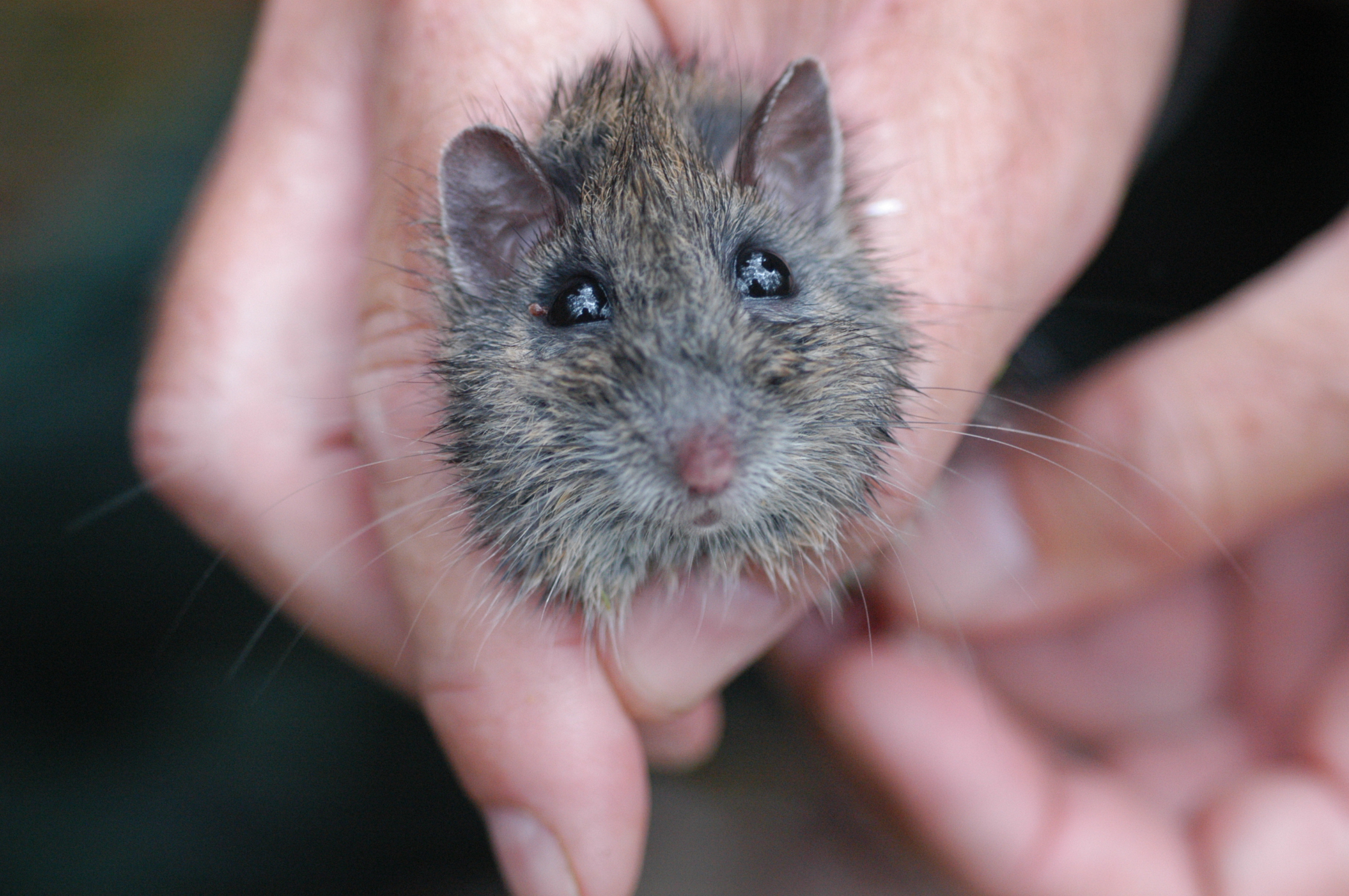 Hastings River Mouse