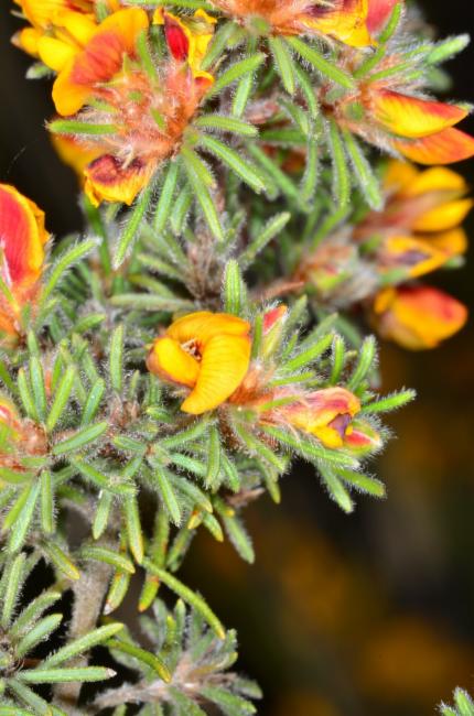 Hoary Bush-Pea