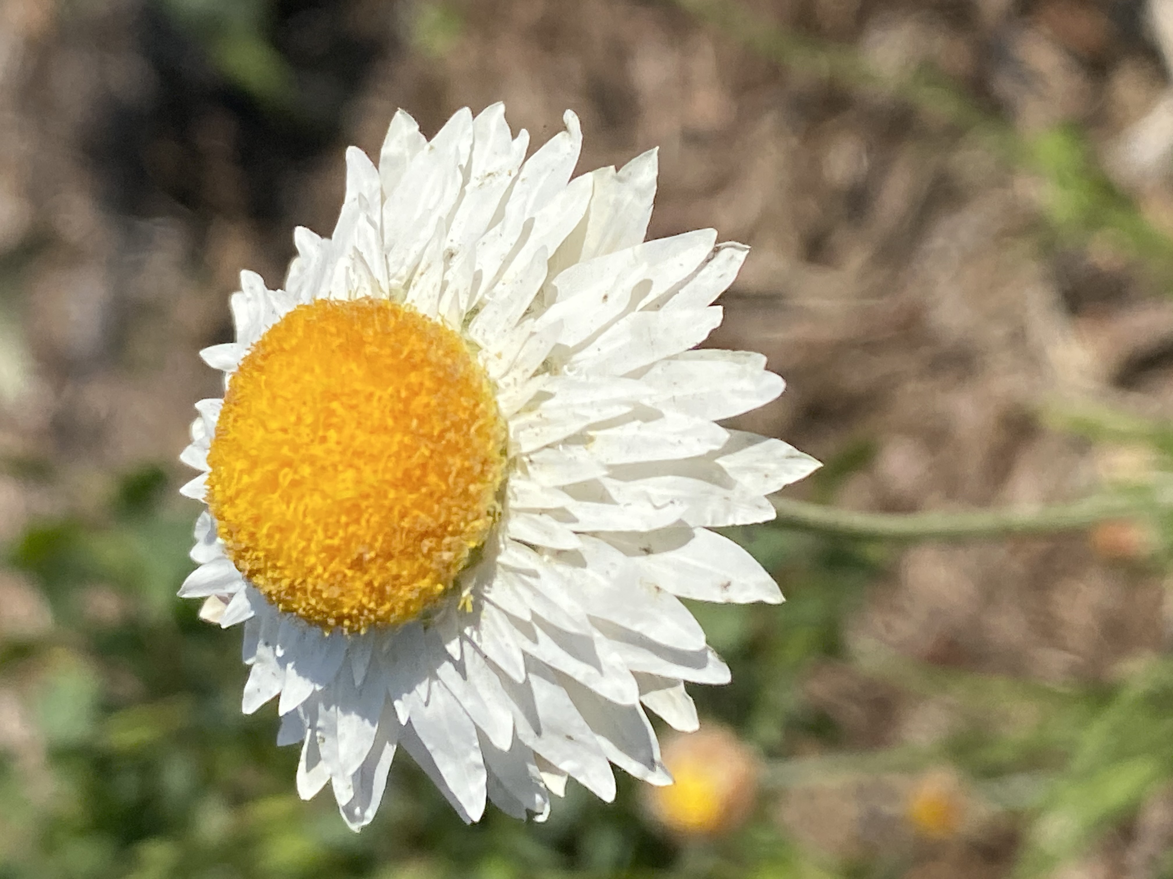 Hoary Sunray