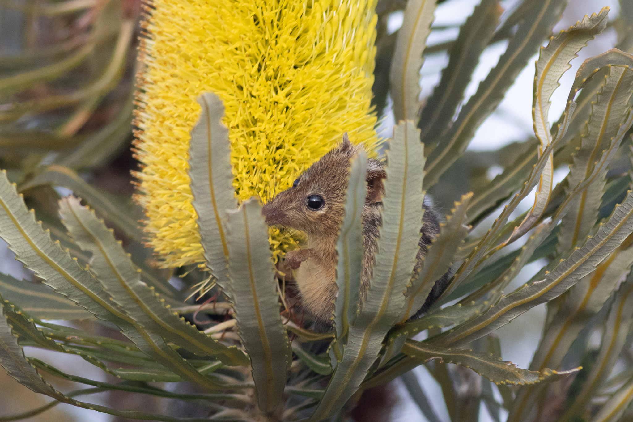 Honey Possum