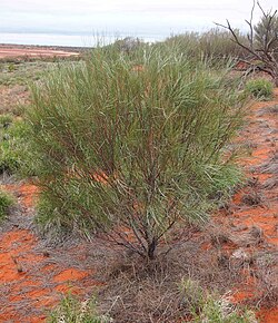 Honeysuckle Grevillea