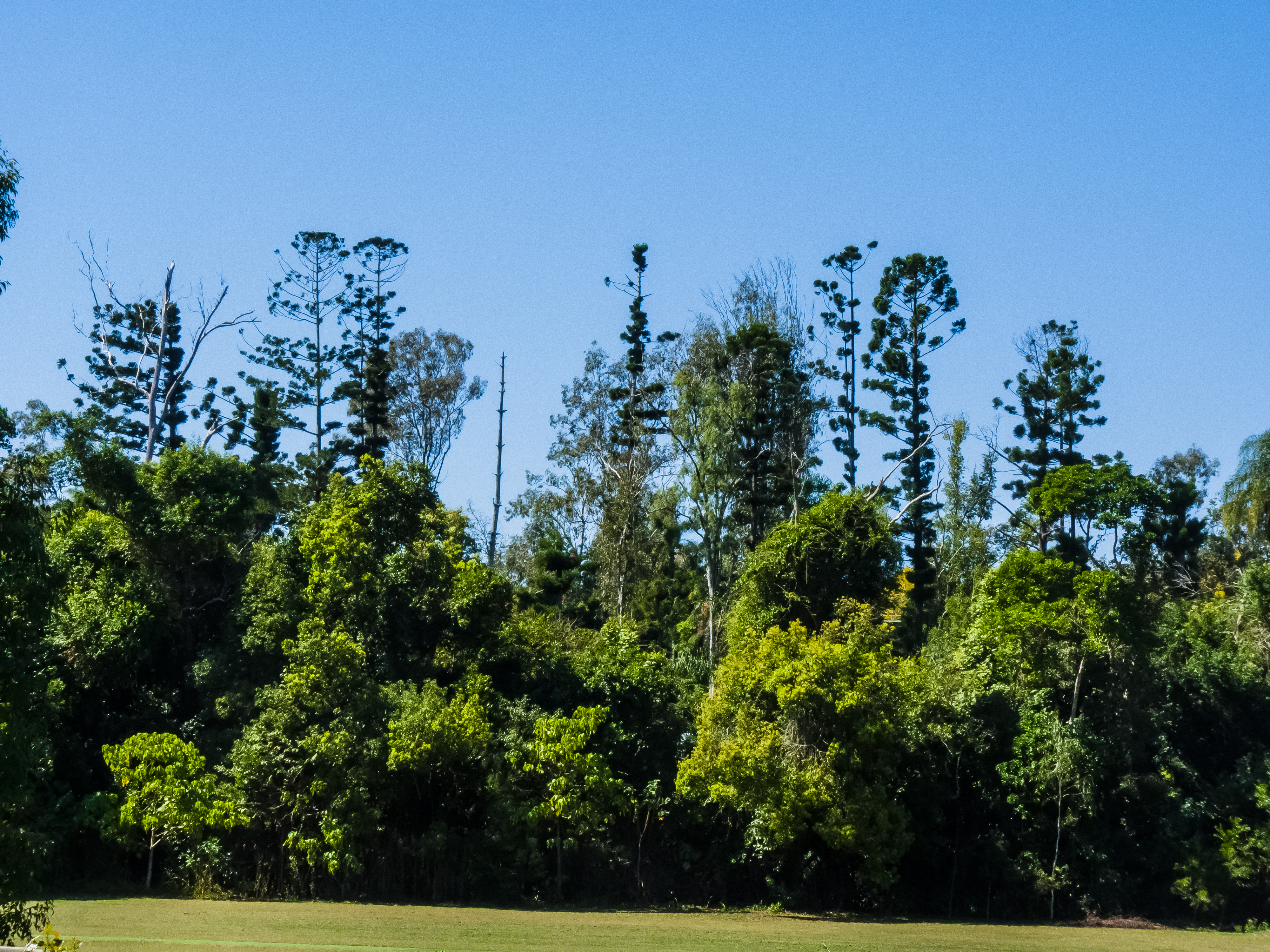 Hoop Pine