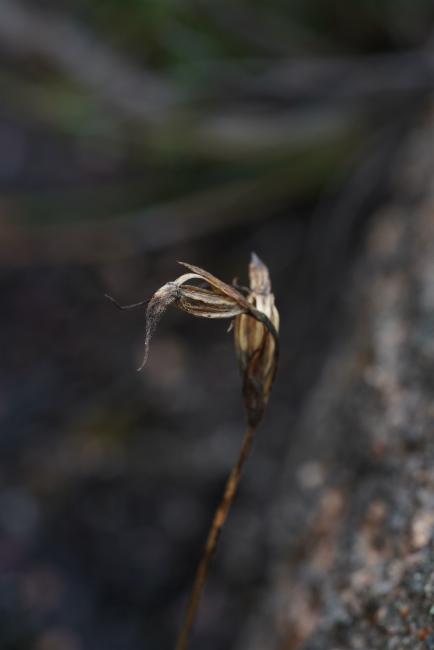 Horned Orchid