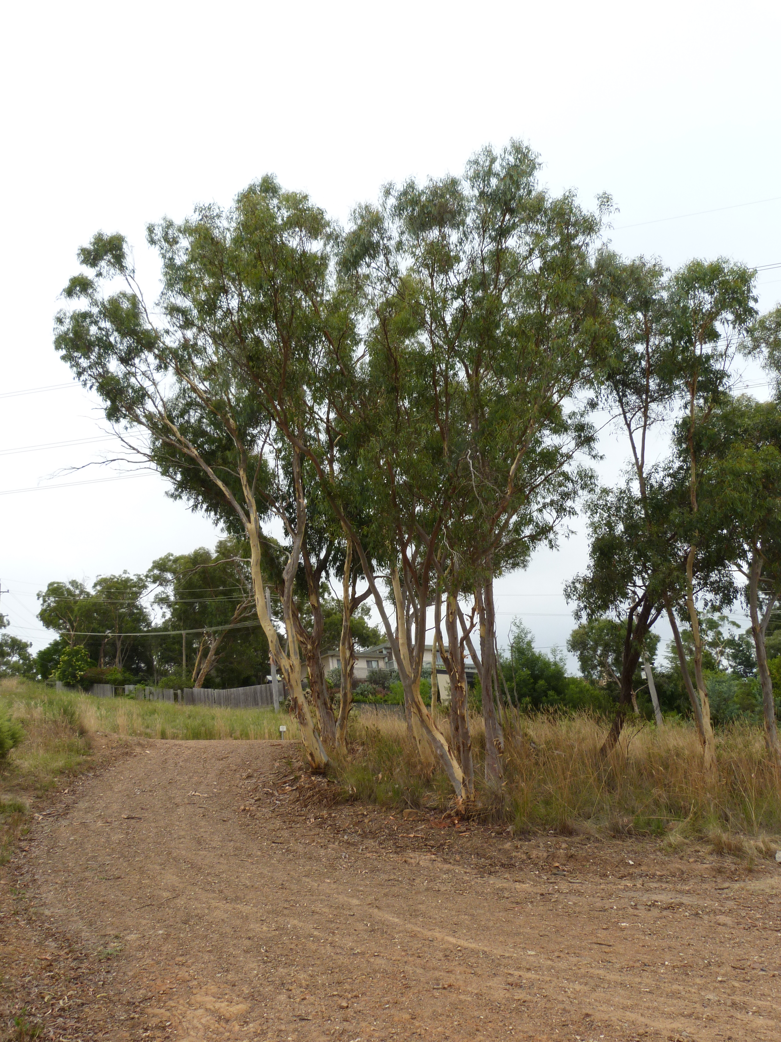 Inland Scribbly Gum