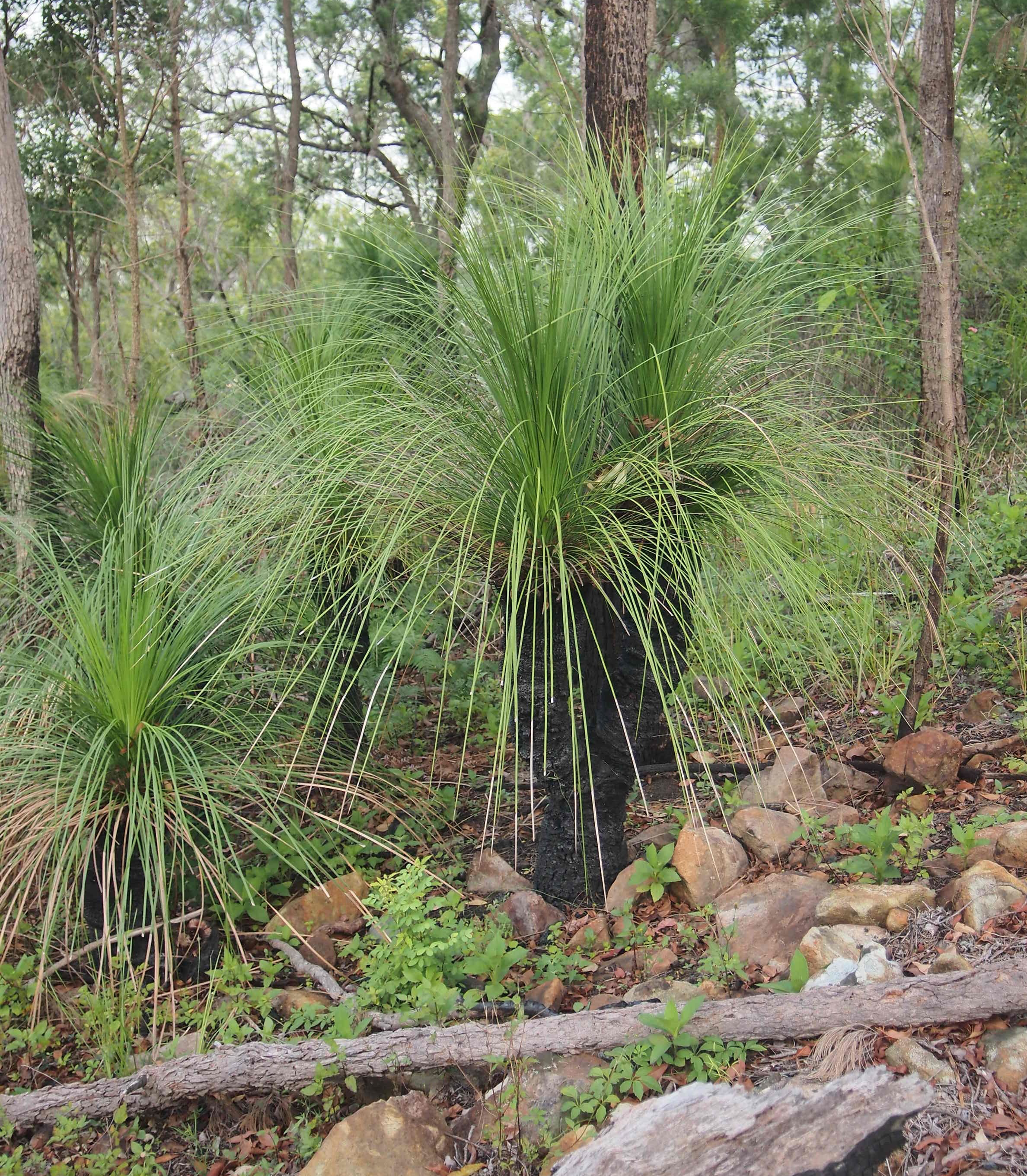 Johnson's Grass Tree