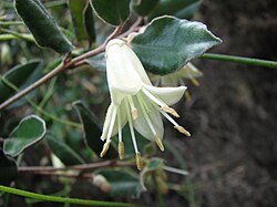 Velvet Correa (Kangaroo Island Correa)