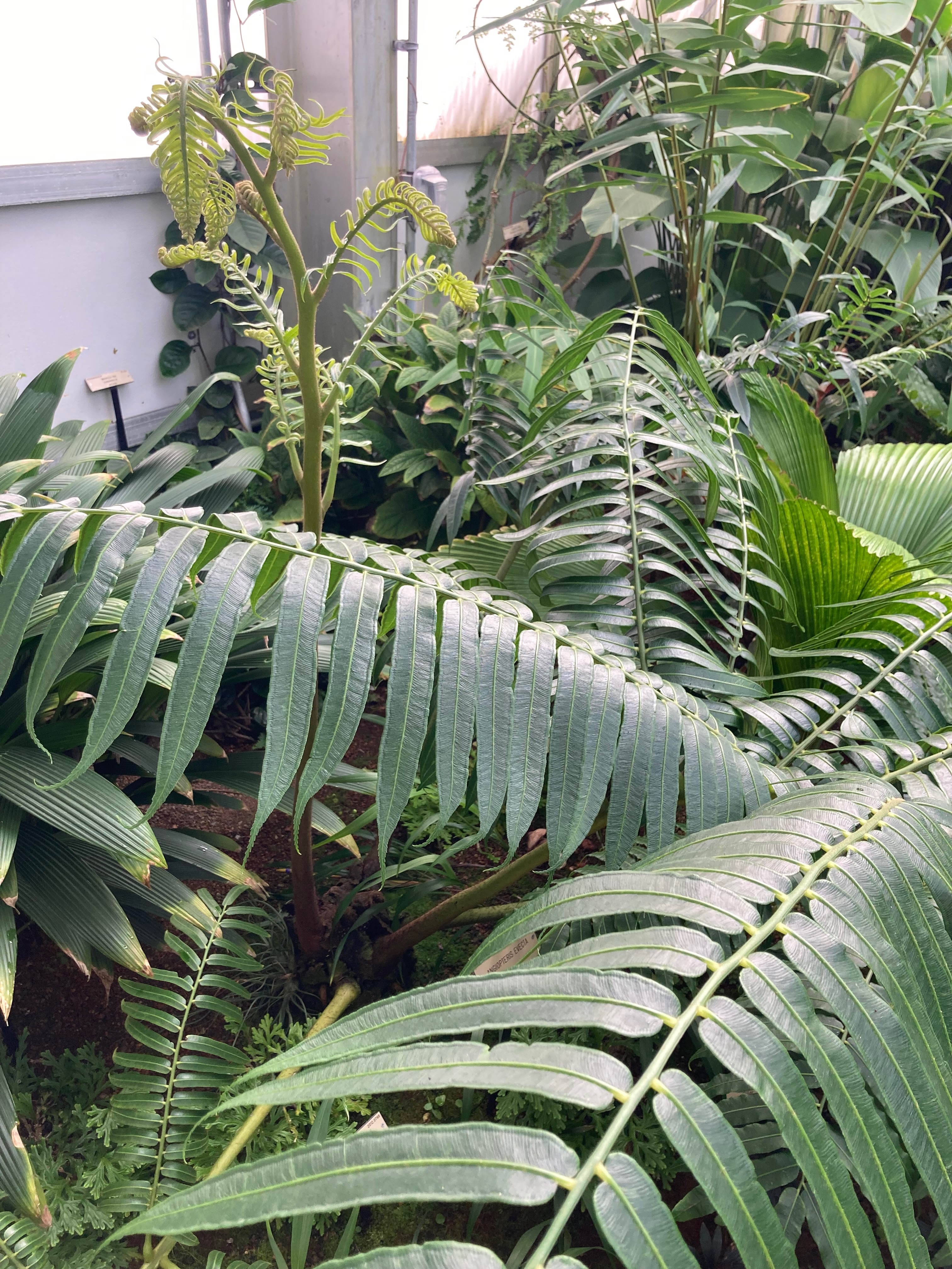 King Fern