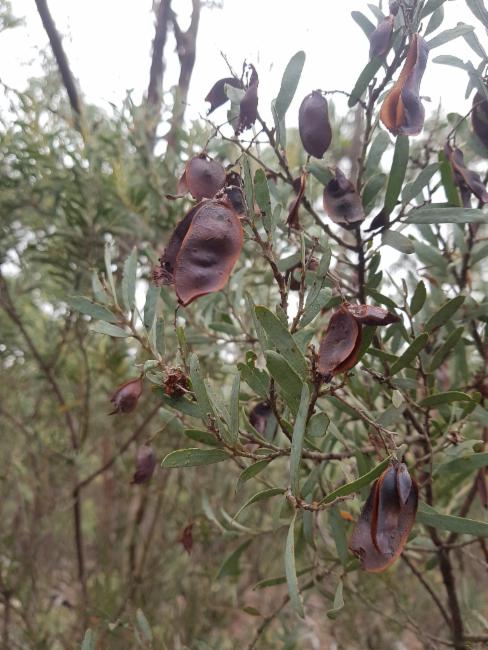 Kybean Wattle