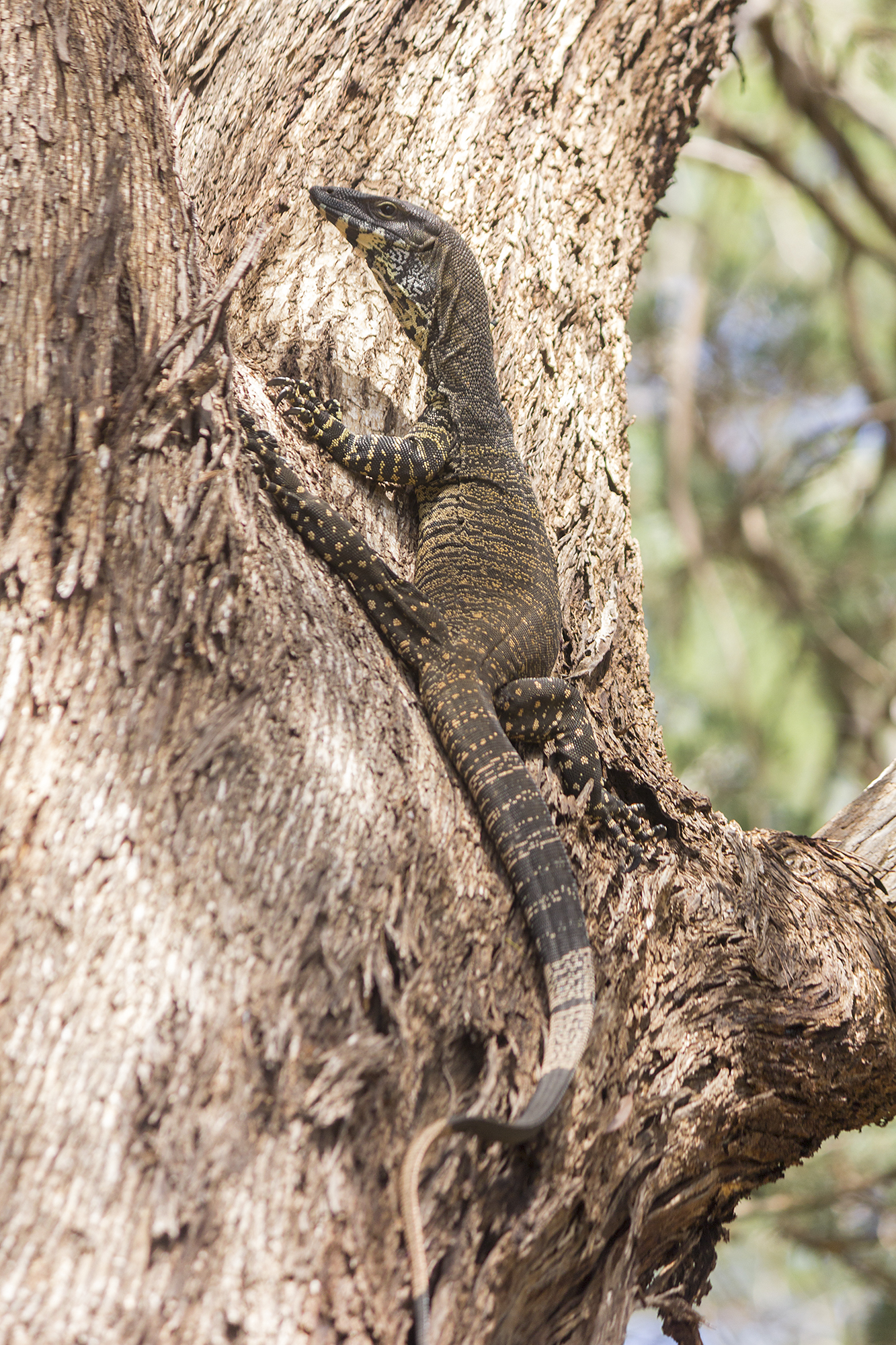Lace monitor