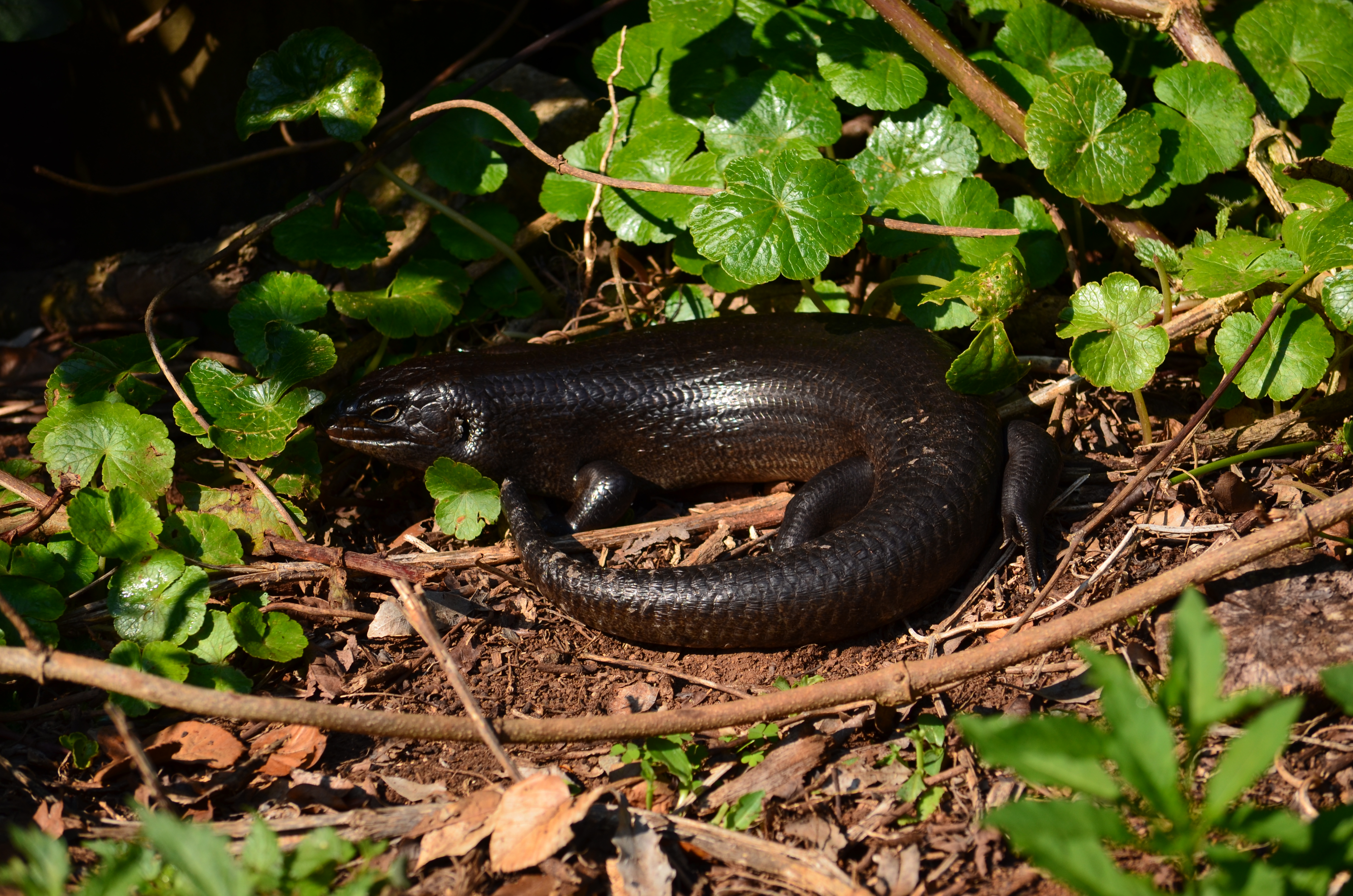 Land Mullet