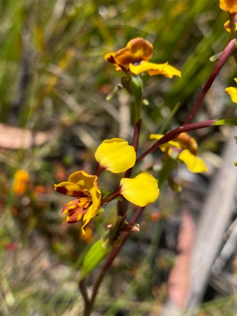 Late Leopard Orchid