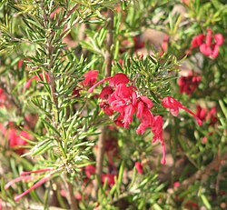 Lavender Grevillea