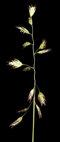 Lobed Spinifex