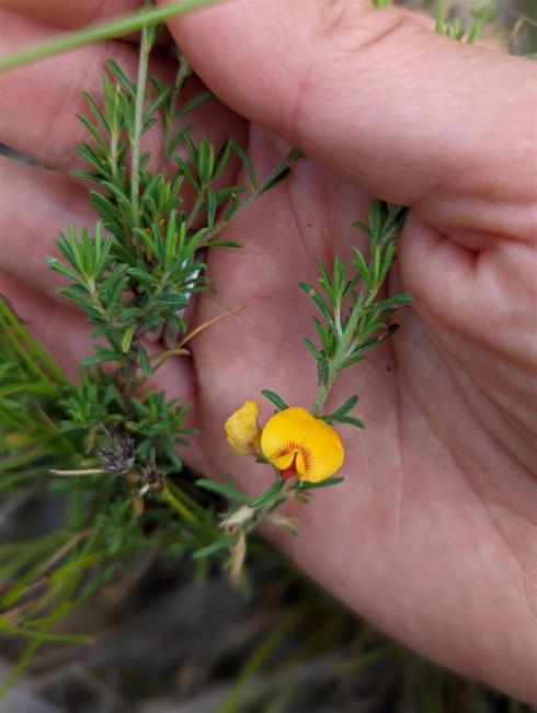 Loose-Flower Bush-Pea