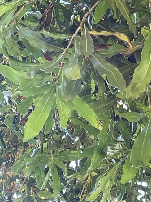 Macadamia Nut