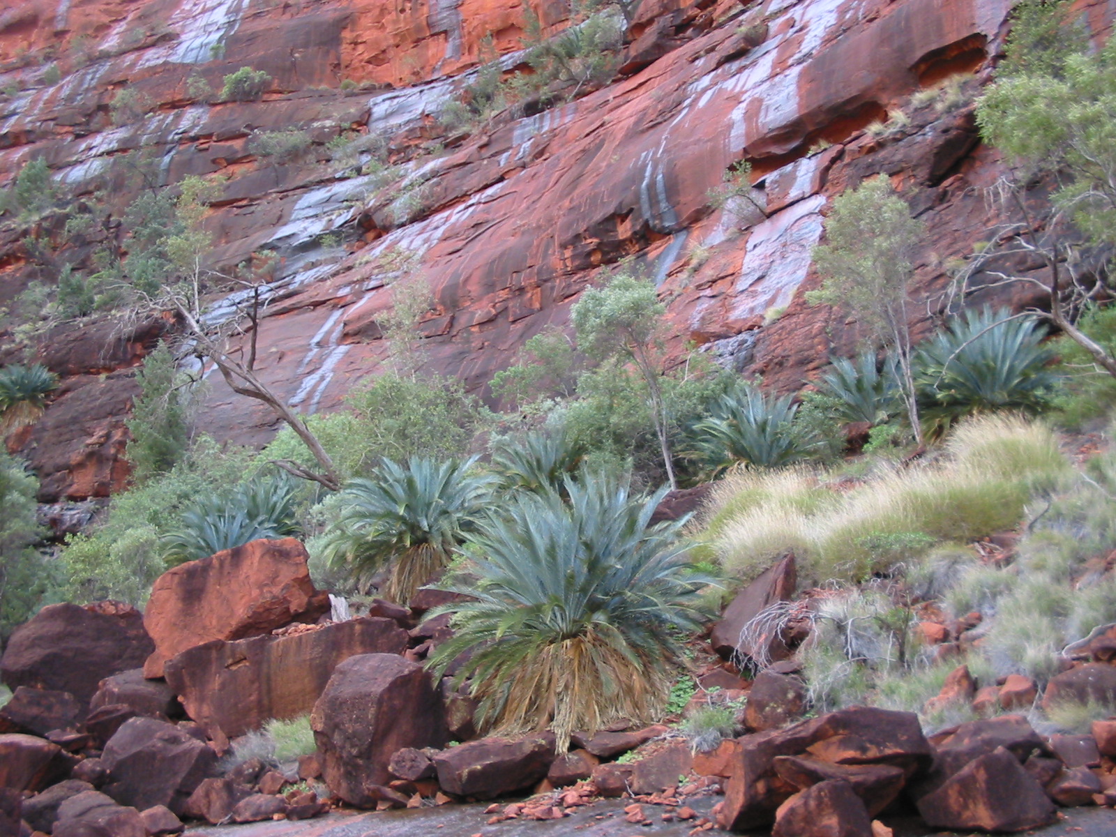 MacDonnell Ranges Cycad