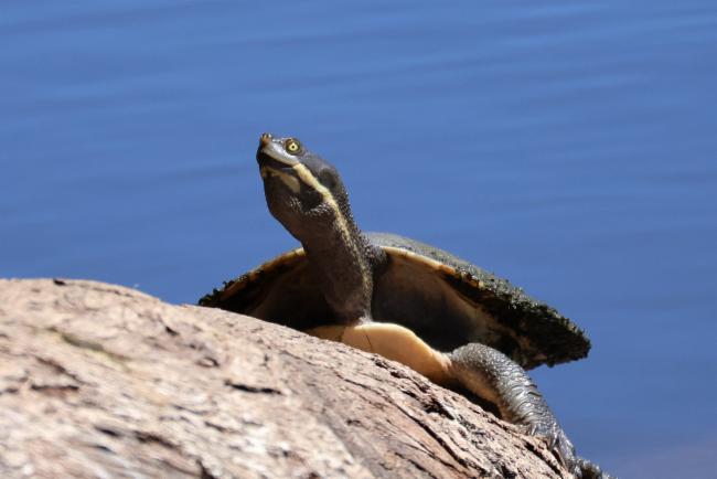 Macquarie River Turtle