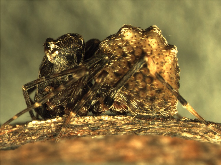 Main's Assassin Spider