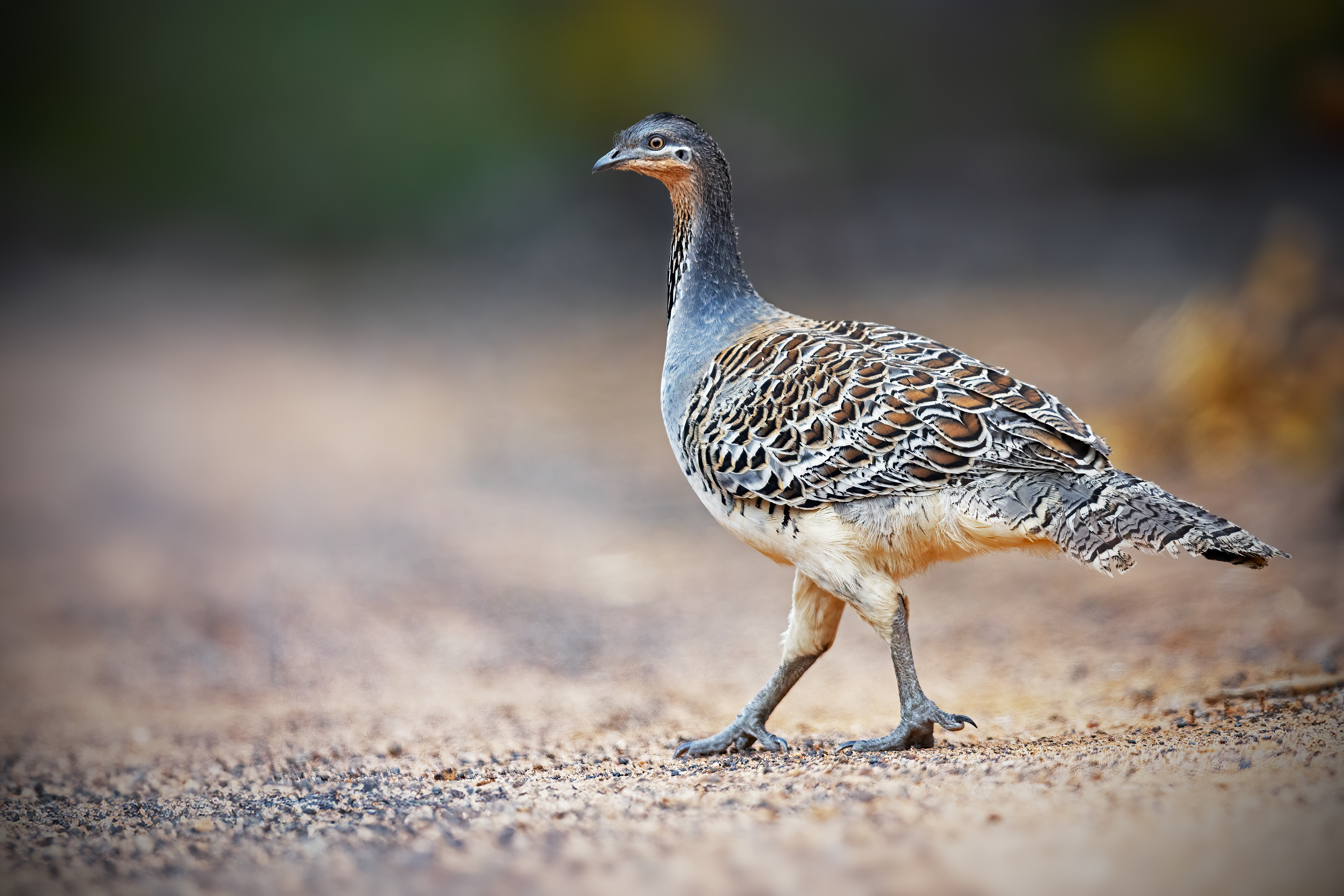 Malleefowl