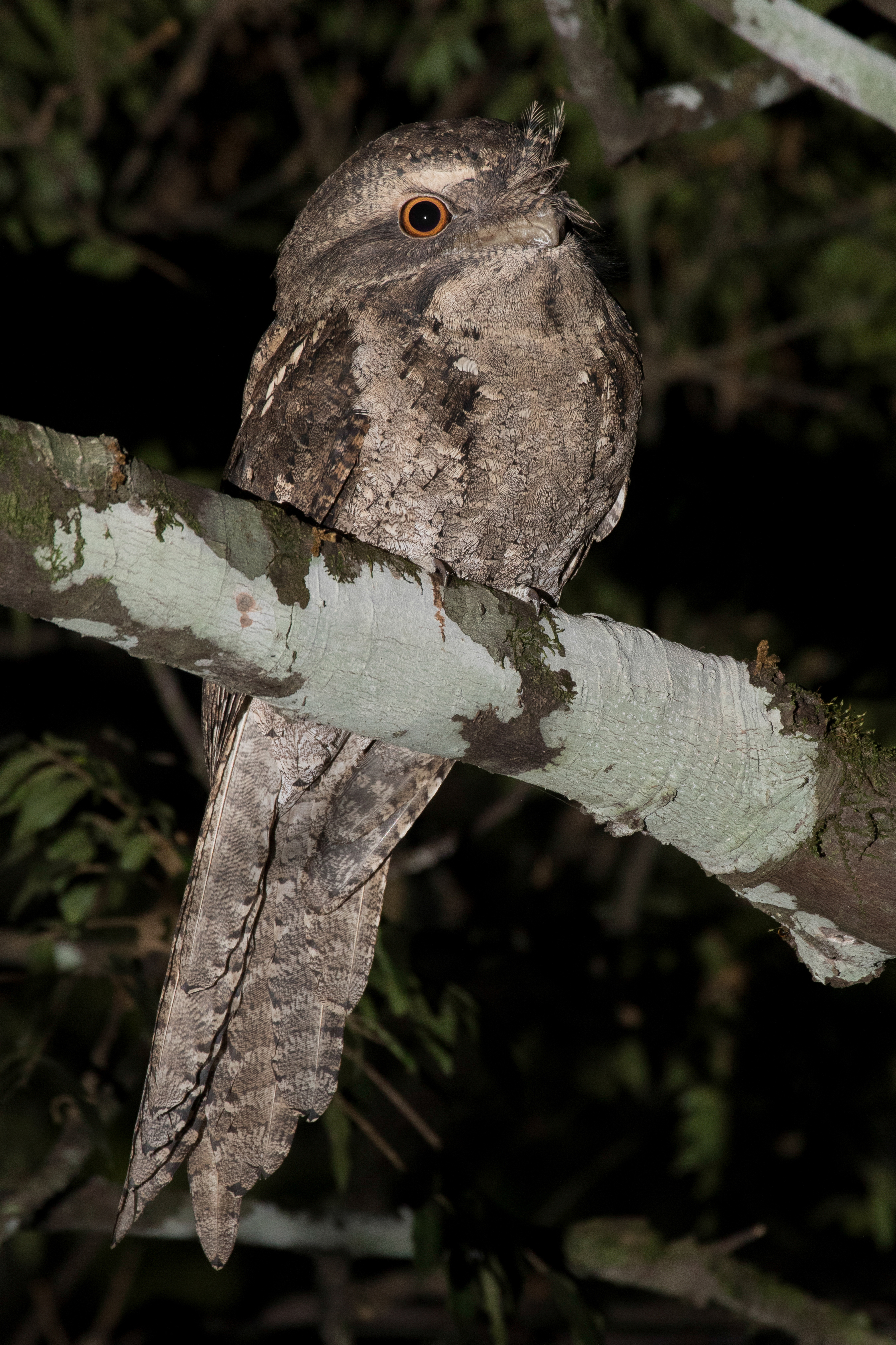 Marbled Frogmouth