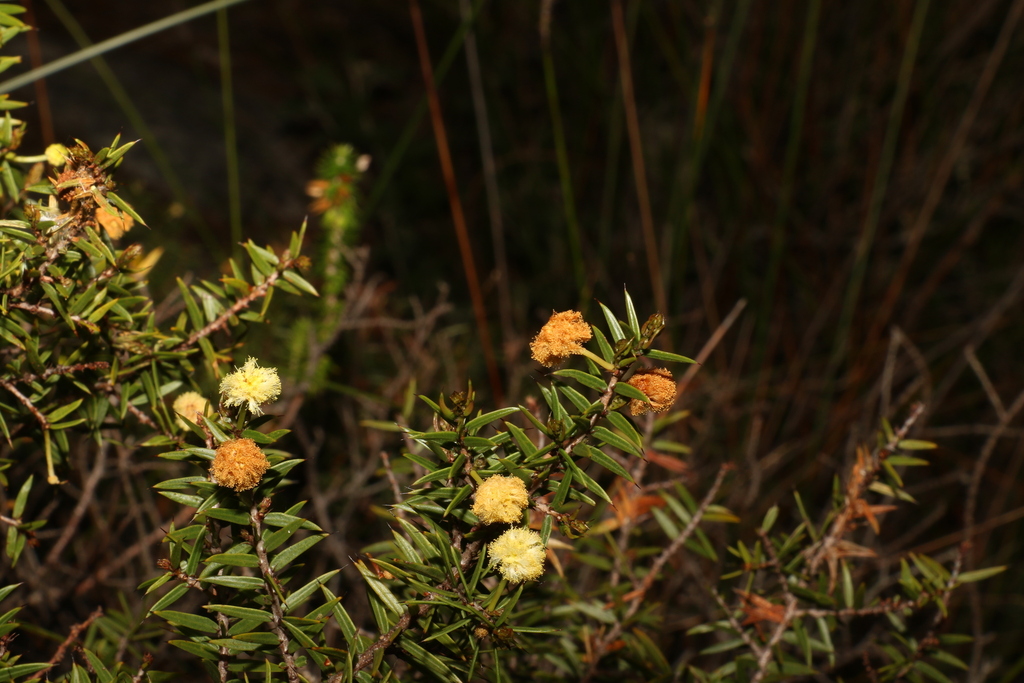 Maroon Wattle