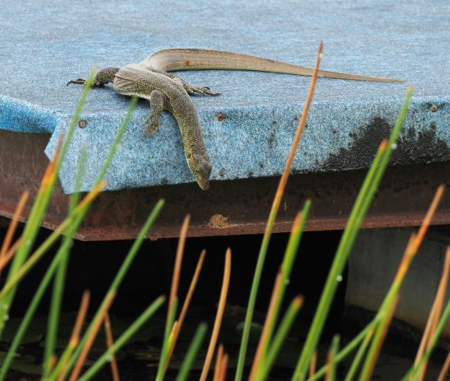 Mertens' Water Monitor