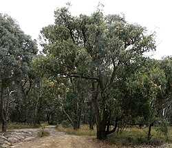 Messmate Stringybark