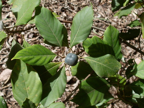 Minyon Quandong