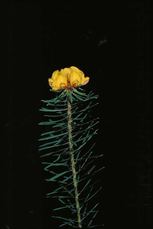 Mount Barney Bush-pea