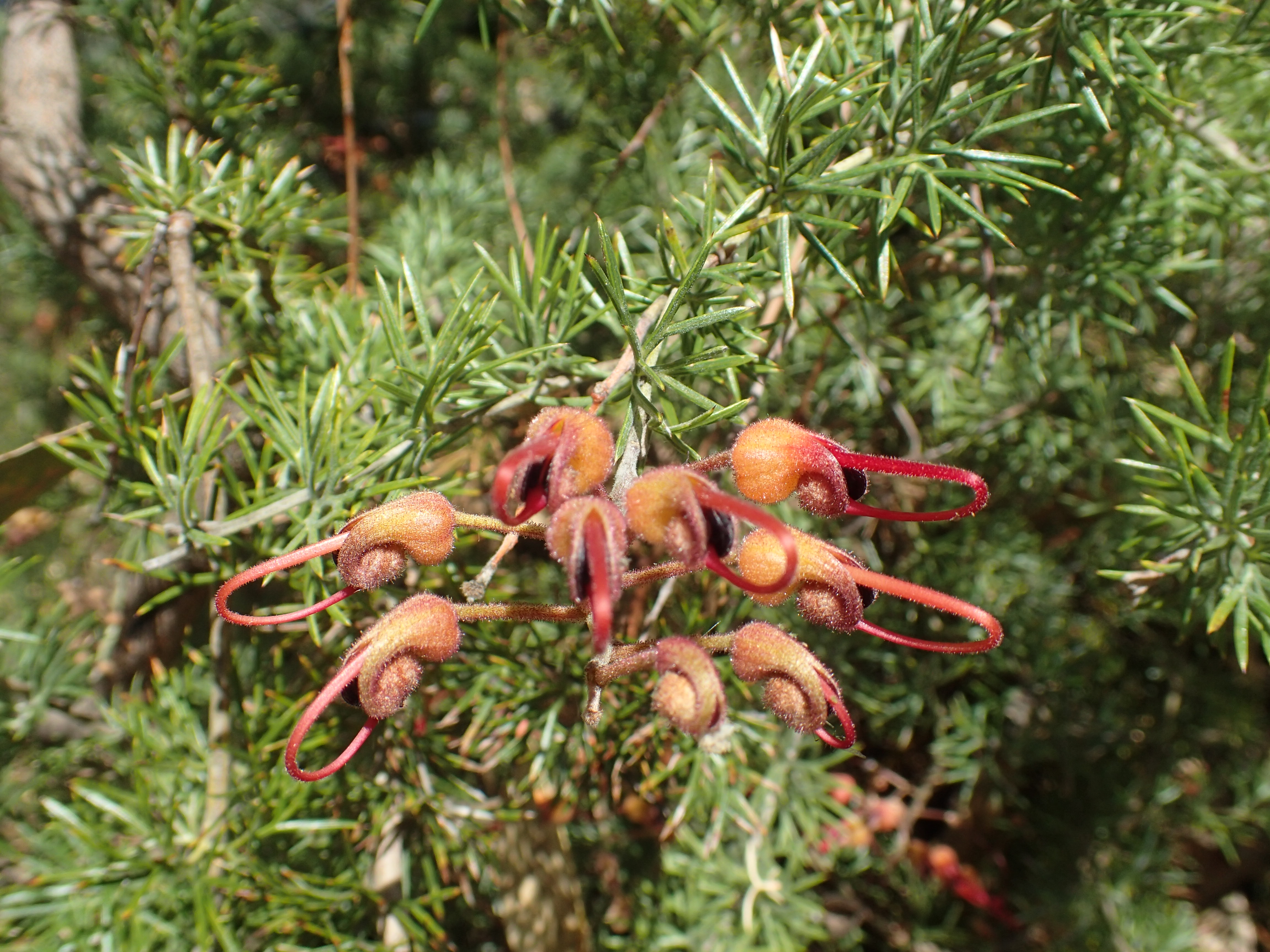 Mount Lesueur Grevillea