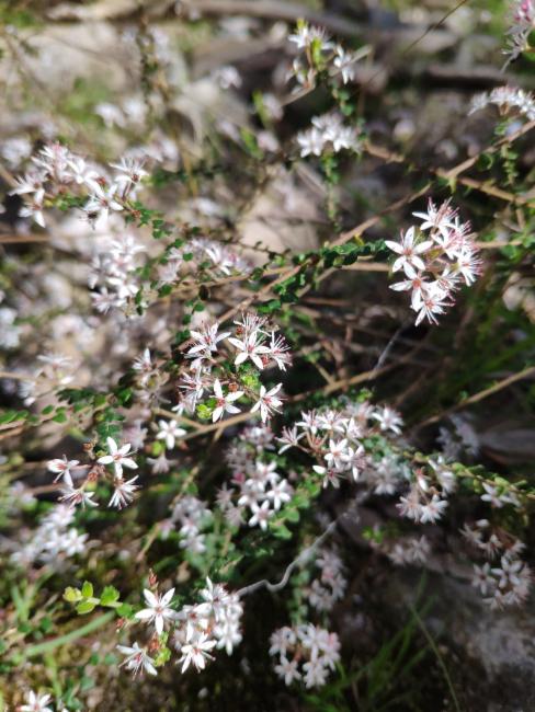 Mount Lofty Phebalium