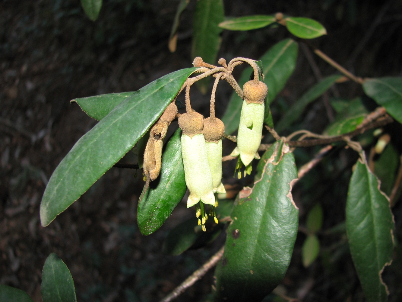 Mountain Correa