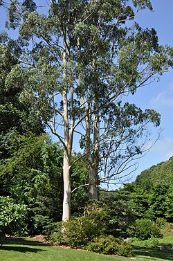 Mountain Gum