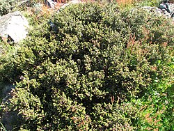 Mountain Plum-pine