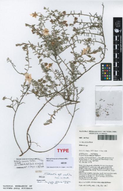 Mt Samaria Guinea-Flower