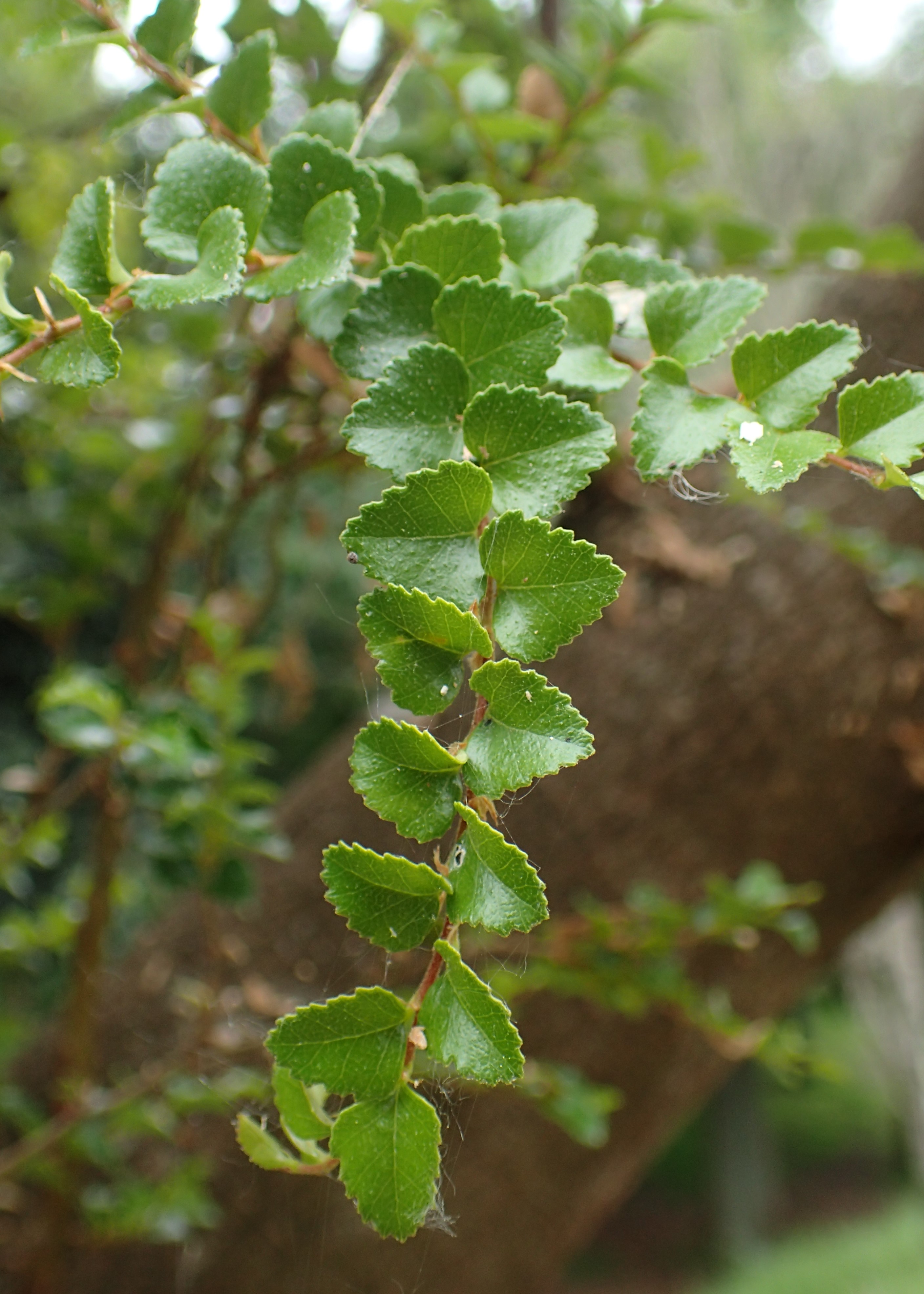 Myrtle Beech