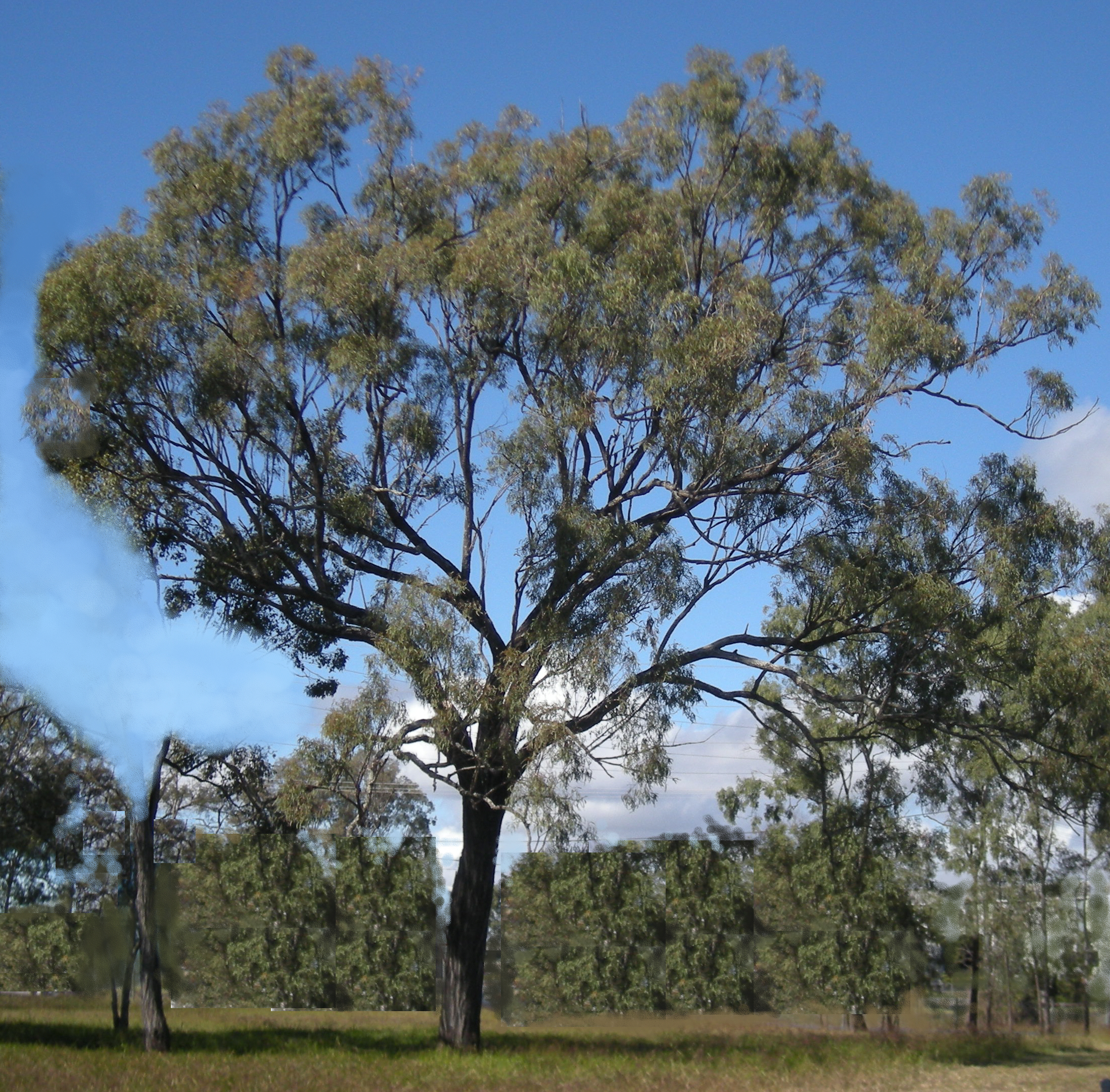 Narrow-leaved Ironbark