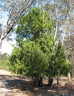 Native Cherry (Cherry Ballart)
