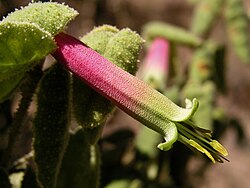 Native Fuchsia (Common Correa)