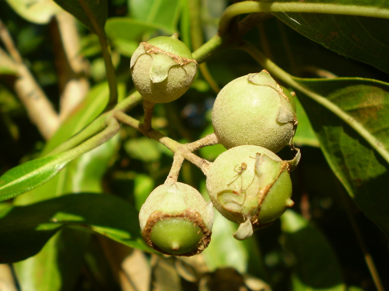 Native Guava