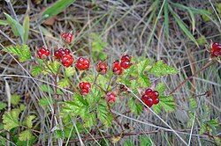 Native Raspberry