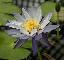 Native Waterlily