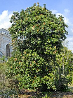 Old Man Banksia