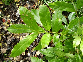 Ooray (Mullumbimby Native Tamarind)