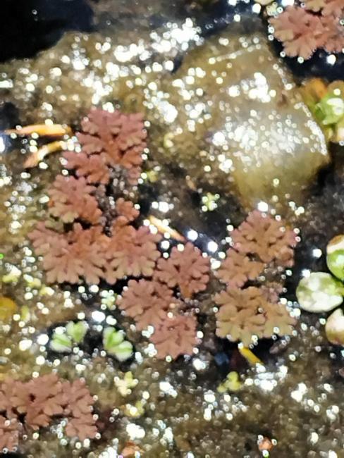 Pacific Azolla