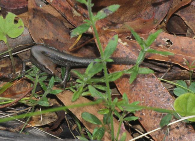 Pale-Flecked Garden Sunskink