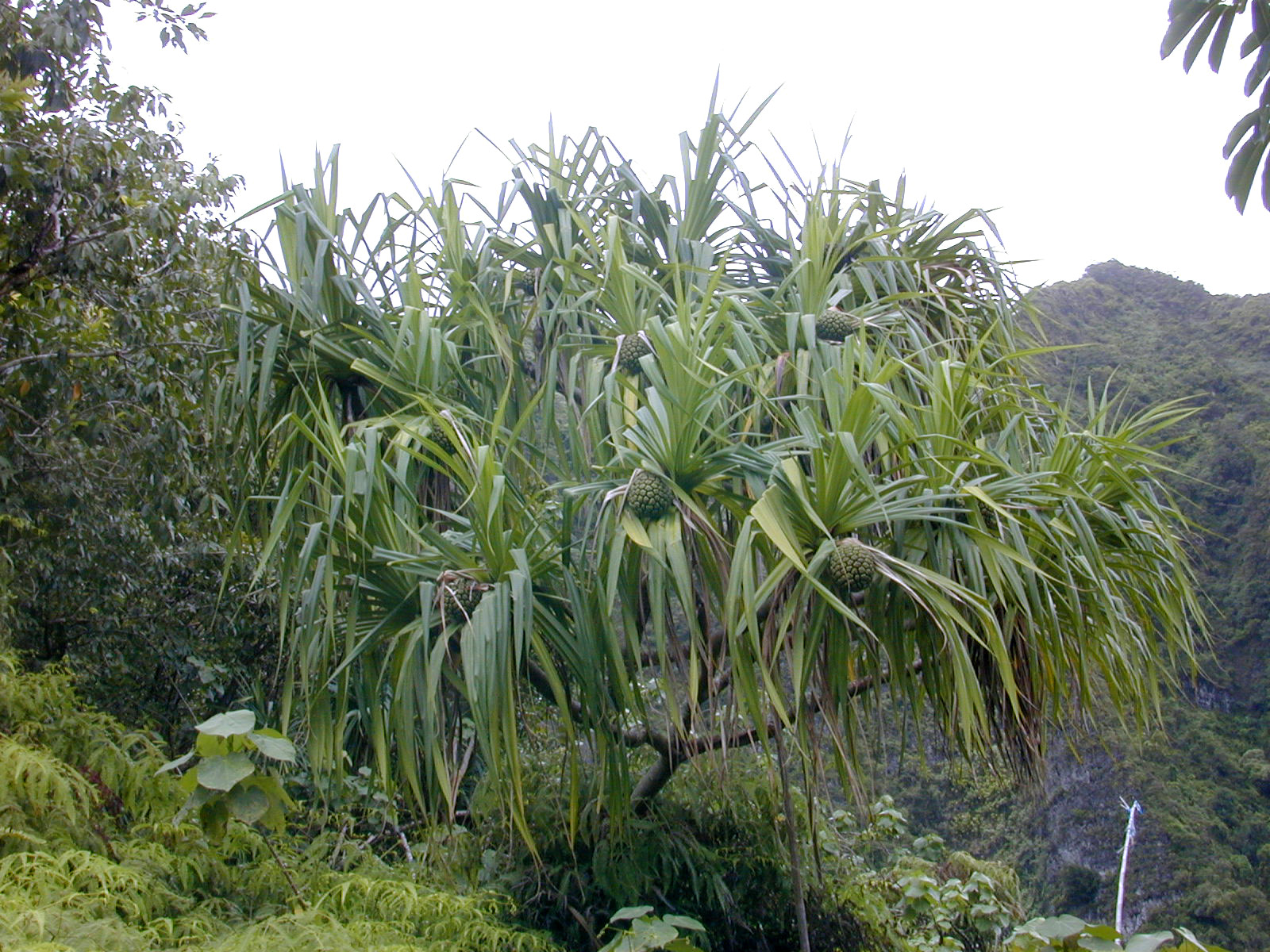 Pandanus