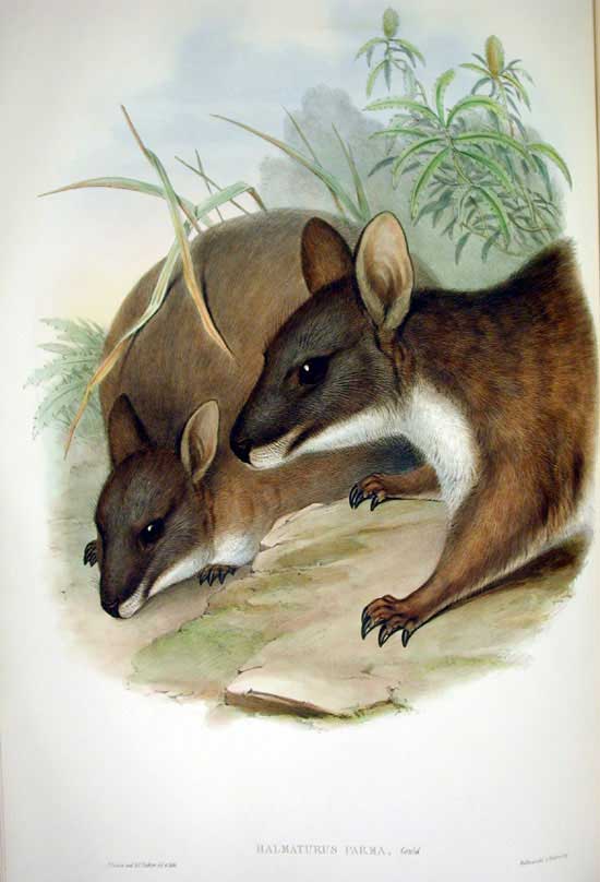 Parma Wallaby