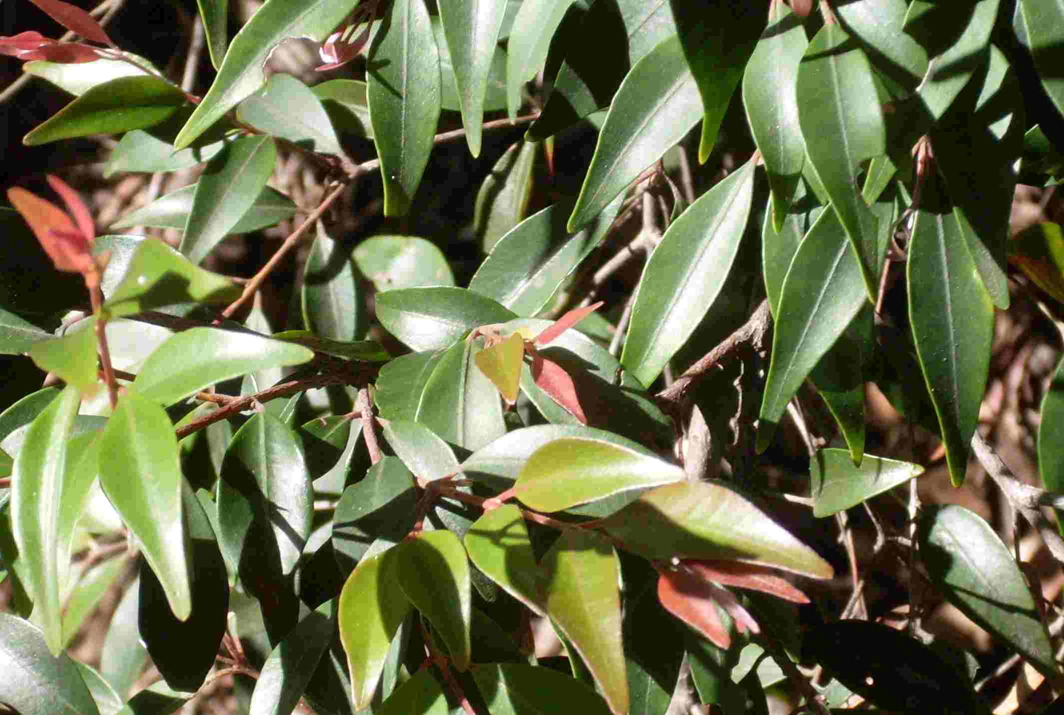 Peach Myrtle